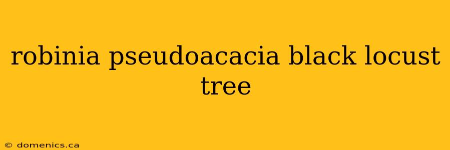 robinia pseudoacacia black locust tree