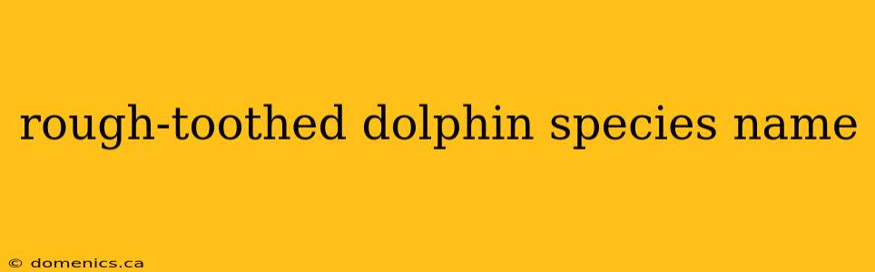 rough-toothed dolphin species name