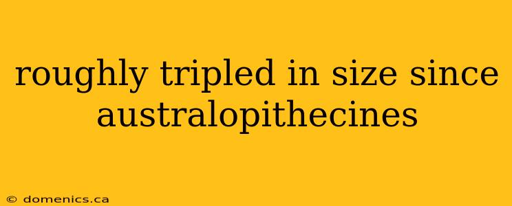 roughly tripled in size since australopithecines