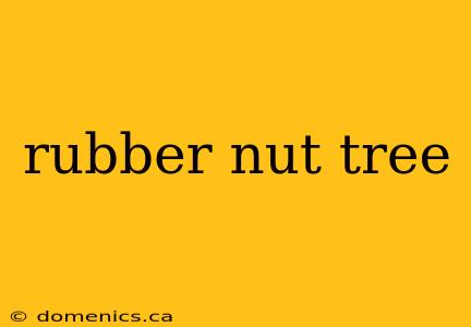 rubber nut tree