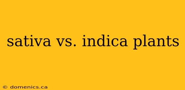 sativa vs. indica plants