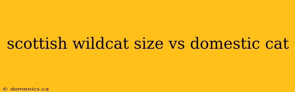 scottish wildcat size vs domestic cat