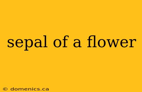 sepal of a flower