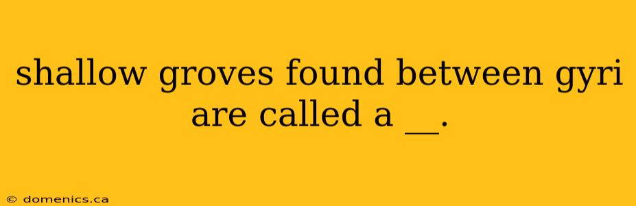 shallow groves found between gyri are called a __.