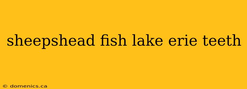 sheepshead fish lake erie teeth