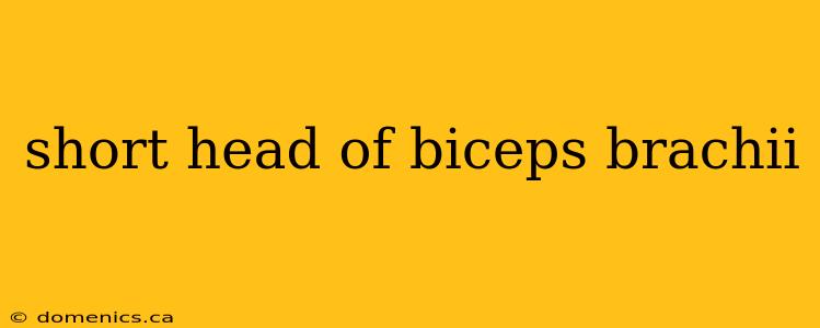 short head of biceps brachii