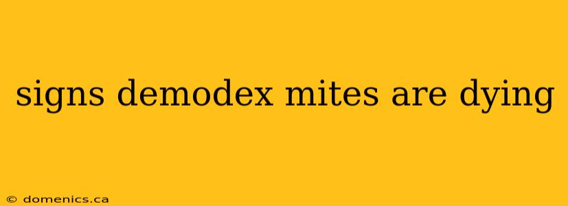 signs demodex mites are dying