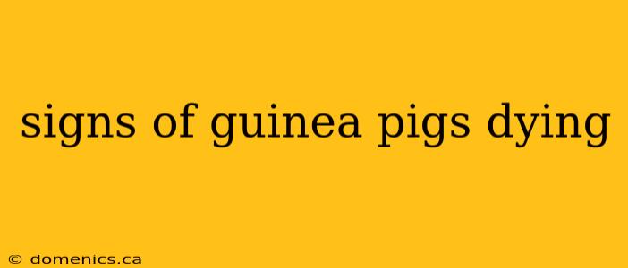 signs of guinea pigs dying