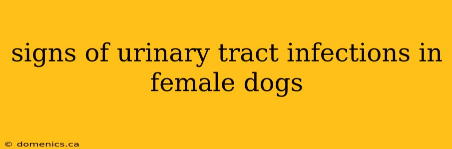 signs of urinary tract infections in female dogs