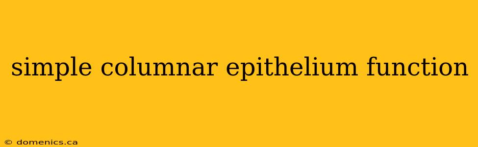 simple columnar epithelium function