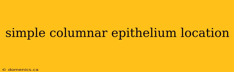 simple columnar epithelium location