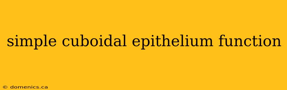 simple cuboidal epithelium function