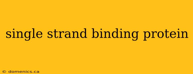 single strand binding protein