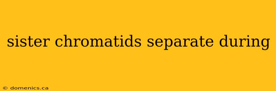 sister chromatids separate during