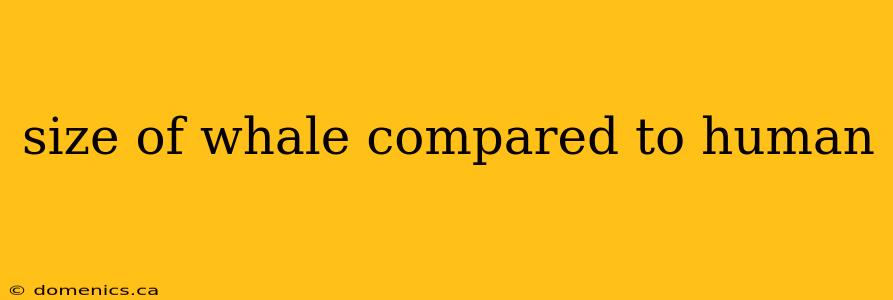 size of whale compared to human