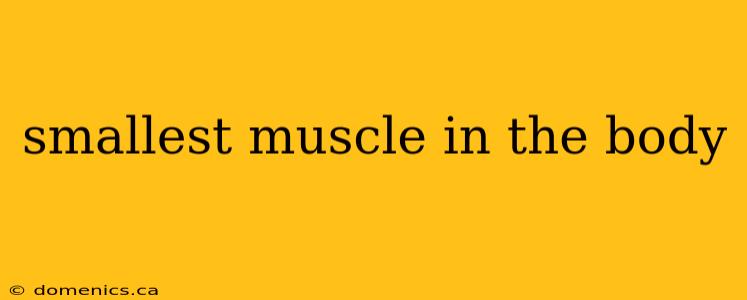 smallest muscle in the body