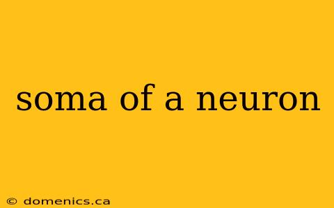 soma of a neuron