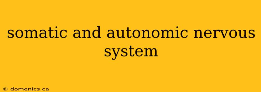 somatic and autonomic nervous system