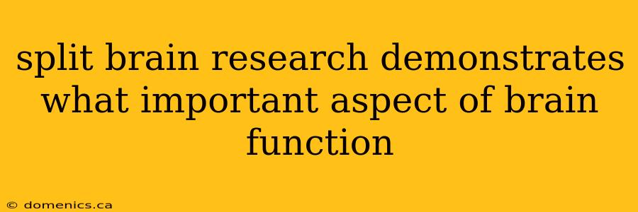 split brain research demonstrates what important aspect of brain function