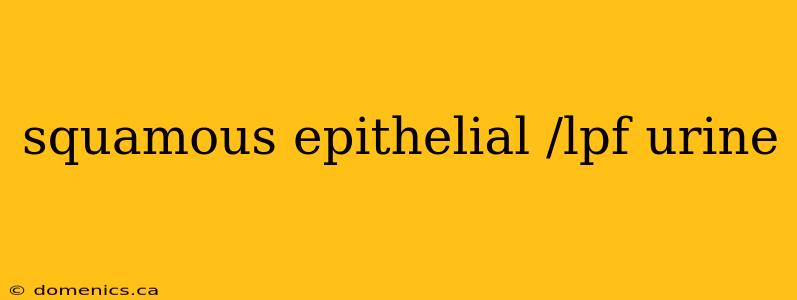 squamous epithelial /lpf urine