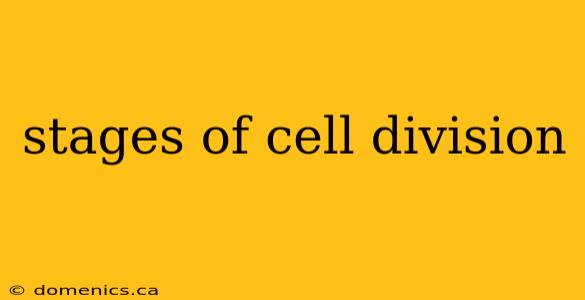 stages of cell division