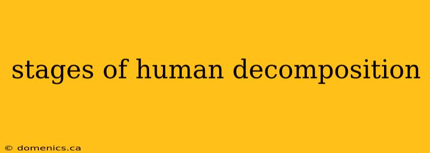 stages of human decomposition