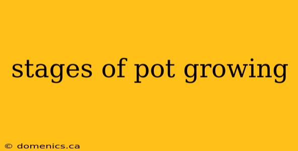 stages of pot growing