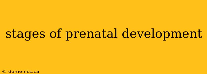 stages of prenatal development