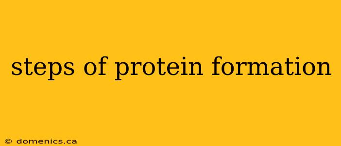 steps of protein formation