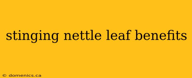 stinging nettle leaf benefits