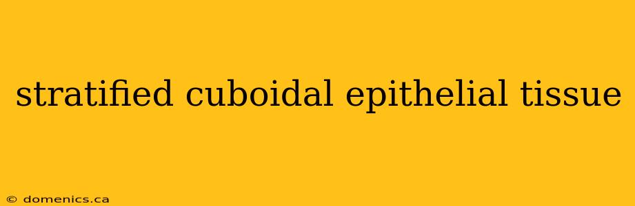 stratified cuboidal epithelial tissue