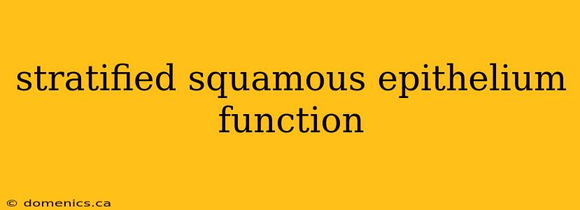 stratified squamous epithelium function