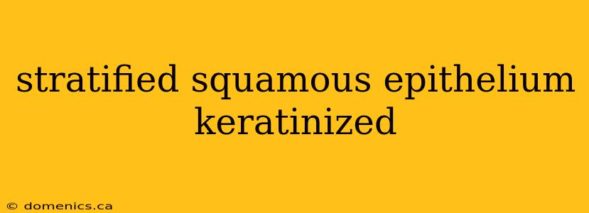 stratified squamous epithelium keratinized