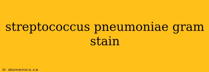 streptococcus pneumoniae gram stain