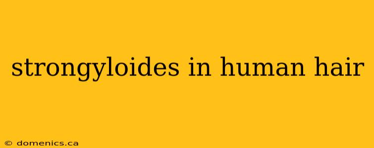 strongyloides in human hair