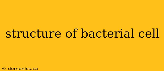 structure of bacterial cell