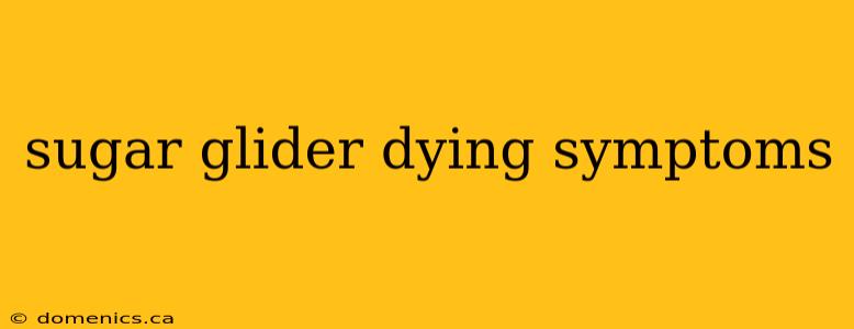 sugar glider dying symptoms