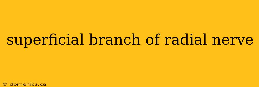 superficial branch of radial nerve