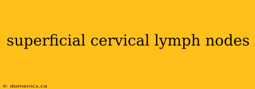 superficial cervical lymph nodes