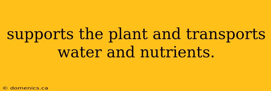 supports the plant and transports water and nutrients.