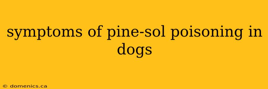 symptoms of pine-sol poisoning in dogs