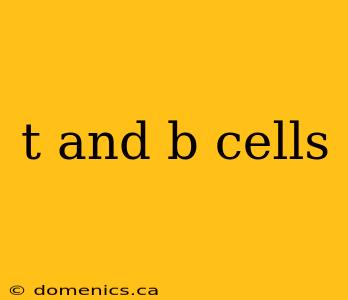 t and b cells