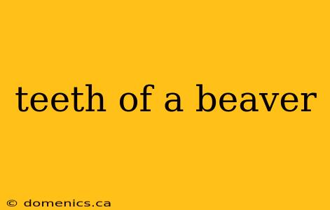 teeth of a beaver