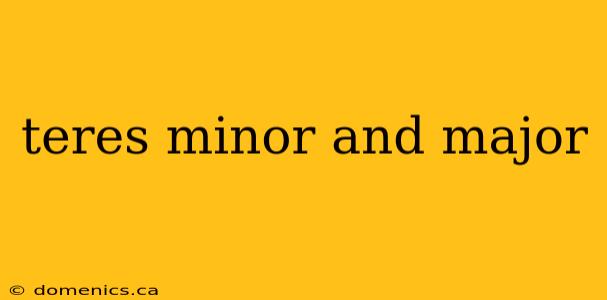 teres minor and major