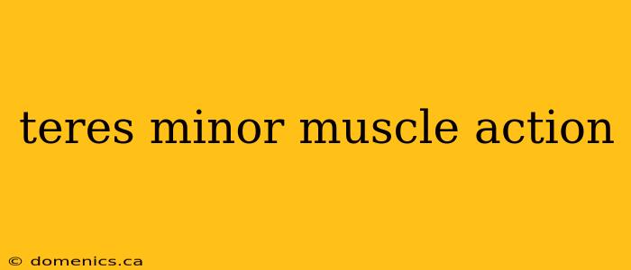 teres minor muscle action