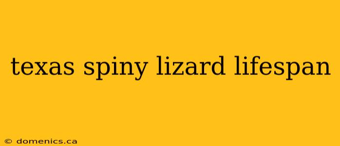 texas spiny lizard lifespan