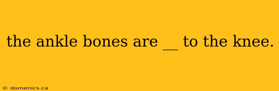 the ankle bones are __ to the knee.