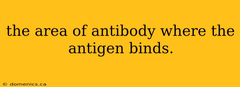 the area of antibody where the antigen binds.