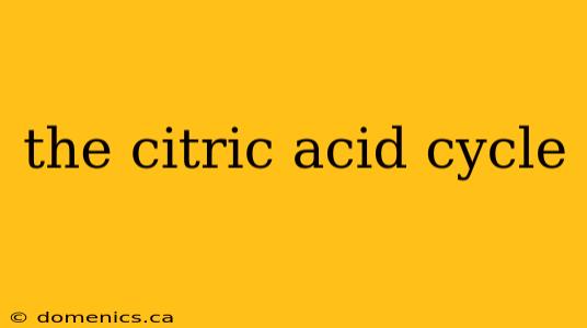 the citric acid cycle