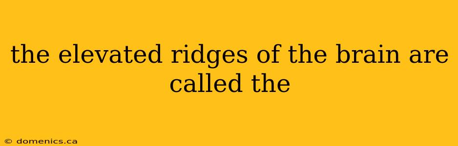 the elevated ridges of the brain are called the